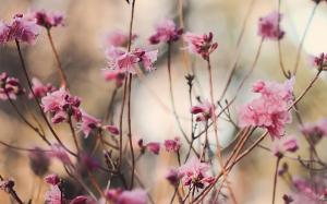 Peach blossom, pink flowers, spring, twigs wallpaper thumb
