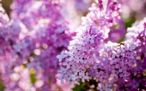 Lilac spring bloom, flowers close-up wallpaper thumb