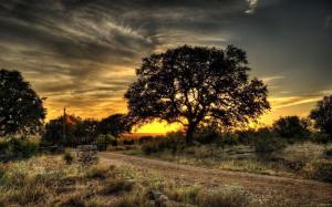 Landscapes Nature Trees Hdr Photography Best wallpaper thumb