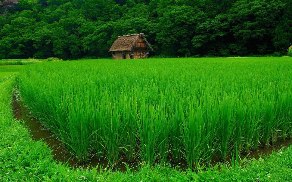 Green Rice wallpaper,landscape HD wallpaper,nature HD wallpaper,green HD wallpaper,rice HD wallpaper,2560x1600 wallpaper