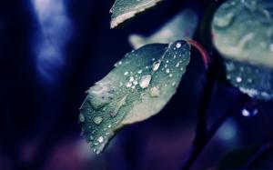 Macro Leaf Leaves Water Drop HD wallpaper thumb