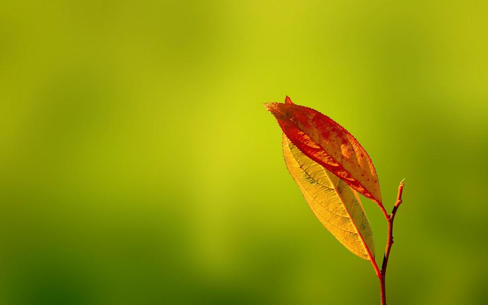 Autumn red Leaves wallpaper,autumn HD wallpaper,nature HD wallpaper,leaves HD wallpaper,2560x1600 wallpaper