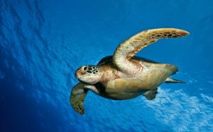 Sea Turtle, Animals, Sea, Blue, Photography wallpaper thumb