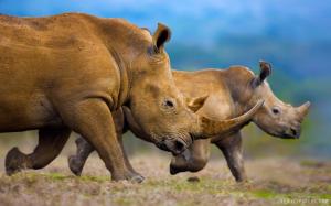 Southern White Rhinoceros Mother and Calf wallpaper thumb