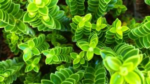 nature plant leaves green flora growth botany wallpaper thumb