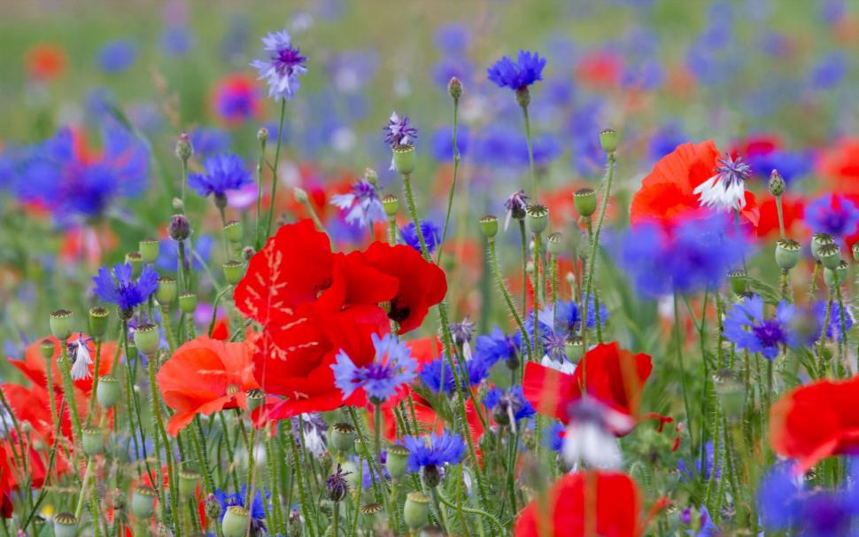 Poppies wallpaper, 2560x1440   HD wallpaper,Flowers HD wallpaper,poppy  HD wallpaper,hd flowers wallpapers HD wallpaper,Poppies wallpapers HD wallpaper,2880x1800 wallpaper