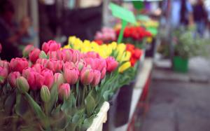 Tulips Pink Yellow Red Flowers wallpaper thumb