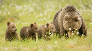 Bears, brown, meadow, bear cubs, family wallpaper thumb