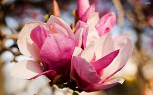 Gorgeous Magnolias wallpaper thumb