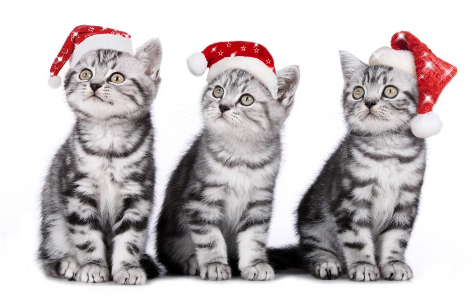 Three cats, kittens, Christmas hat wallpaper,Three HD wallpaper,Cats HD wallpaper,Kittens HD wallpaper,Christmas HD wallpaper,Hat HD wallpaper,2560x1600 wallpaper