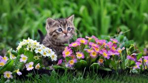 Cute kitten, white and purple flowers wallpaper thumb