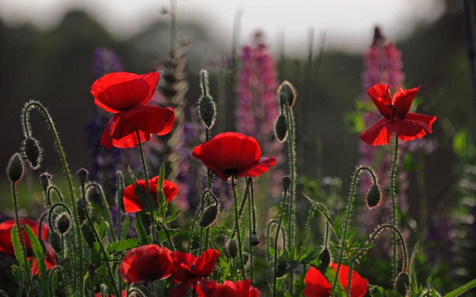 Red flowers, poppies, meadow, sky, evening wallpaper,Red HD wallpaper,Flowers HD wallpaper,Poppies HD wallpaper,Meadow HD wallpaper,Sky HD wallpaper,Evening HD wallpaper,1920x1200 wallpaper