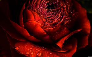 Wet Red Rose wallpaper thumb