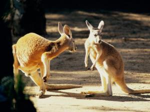 Kangaroo Conversation Australia wallpaper thumb