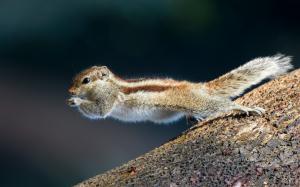 Squirrel close-up, animal photography wallpaper thumb