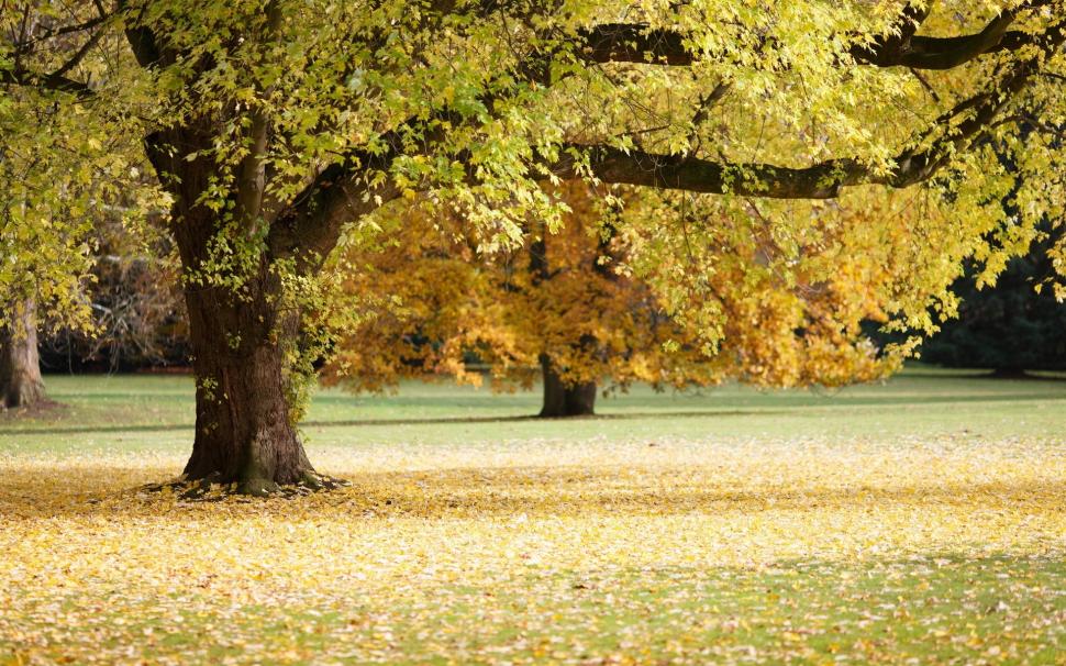 Autumn, tree, leaves wallpaper,Autumn HD wallpaper,Tree HD wallpaper,Leaves HD wallpaper,1920x1200 wallpaper