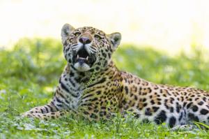 Jaguar in grass wallpaper thumb