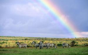 Rainbow Over Herd Of Zebras In Kenya wallpaper thumb