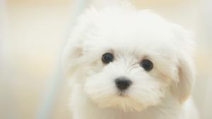 Cute White Little Maltese Dog Free HD Widescreen s wallpaper thumb
