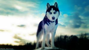 Husky, Dog, Outdoors, Dog Collar wallpaper thumb