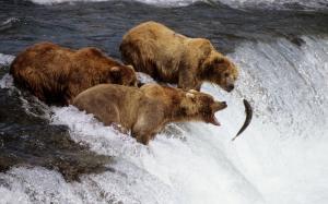 Three bears fishing fish wallpaper thumb