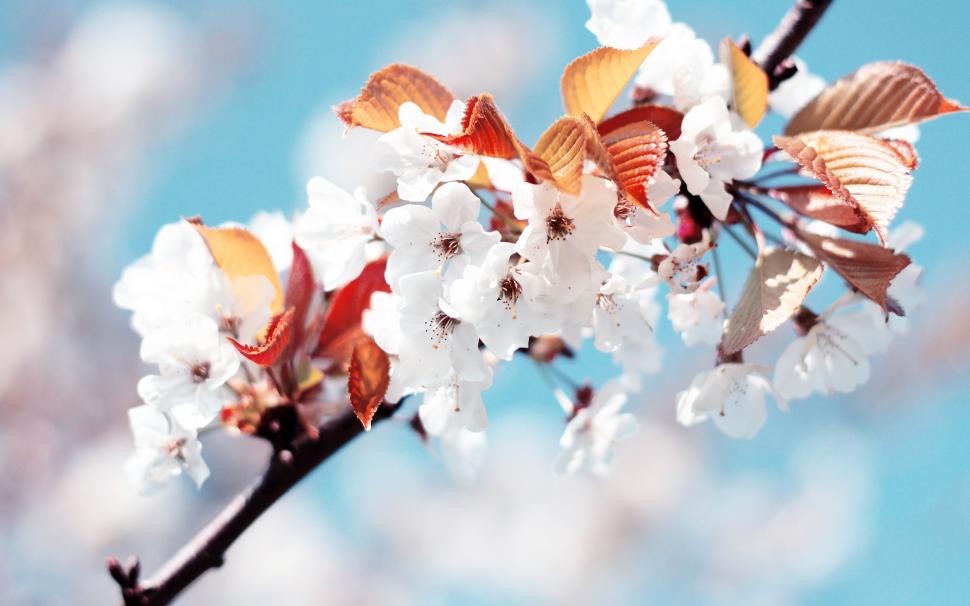 White cherry blossoms wallpaper,White HD wallpaper,Cherry HD wallpaper,2560x1600 wallpaper