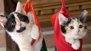 kittens, hang, socks, holiday, christmas, fluffy, couple wallpaper thumb