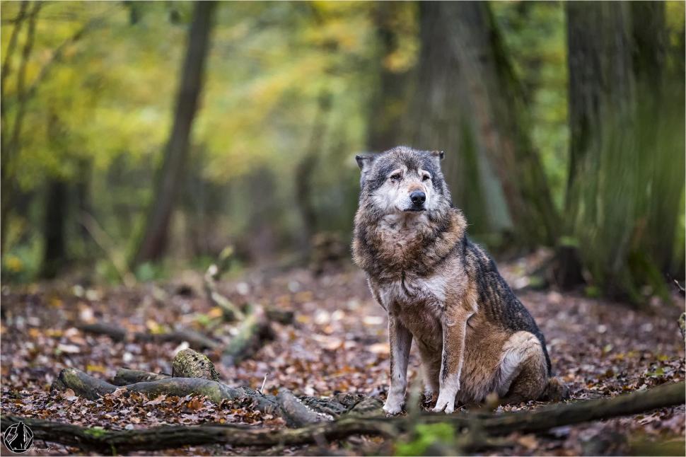 The wolf in forest wallpaper,Nature HD wallpaper,forest HD wallpaper,predator HD wallpaper,the wolf HD wallpaper,animals HD wallpaper,2000x1333 wallpaper