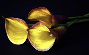 Calla lilies wallpaper thumb