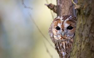 Owl Eyes Tree wallpaper thumb