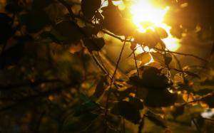 Sunlight, Nature, Macro, Photo Manipulation, Branch, Leaves wallpaper thumb