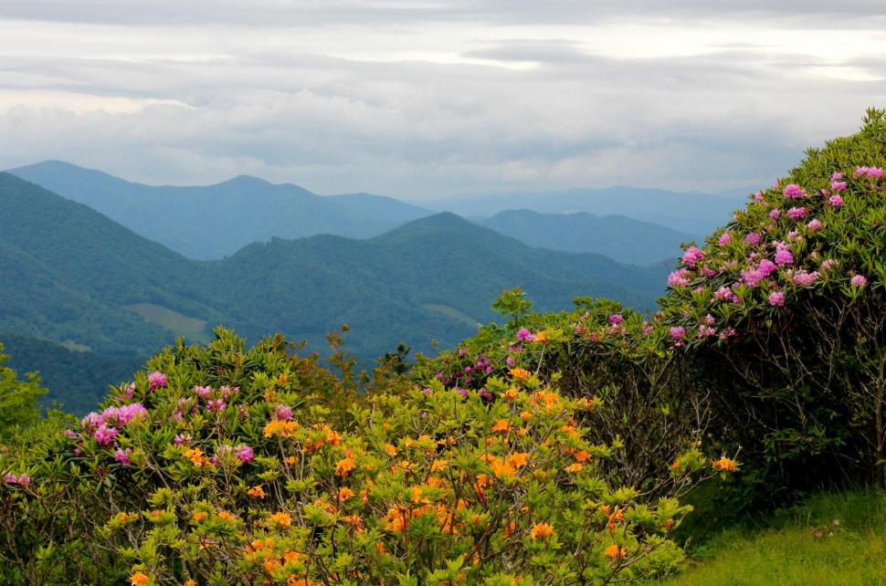 Scenery Mountains Usa Rhododendrons North Carolina Nature Flowers Landscapes Wide Resolution wallpaper,flowers HD wallpaper,carolina HD wallpaper,landscapes HD wallpaper,mountains HD wallpaper,nature HD wallpaper,north HD wallpaper,resolution HD wallpaper,rhododendrons HD wallpaper,scenery HD wallpaper,wide HD wallpaper,1920x1272 wallpaper