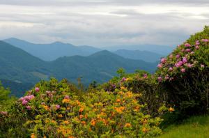 Scenery Mountains Usa Rhododendrons North Carolina Nature Flowers Landscapes Wide Resolution wallpaper thumb