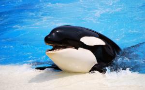 Killer Whale On The Pool Free HD Widescreen s wallpaper thumb