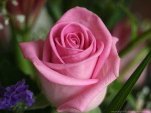 Rose, Flower, Pink, Fresh, Love wallpaper thumb