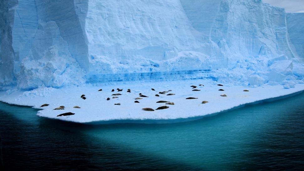 Seal Antarctica Iceberg Ice HD wallpaper,animals HD wallpaper,ice HD wallpaper,seal HD wallpaper,iceberg HD wallpaper,antarctica HD wallpaper,1920x1080 wallpaper
