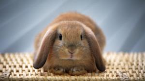 Cute Bunny, Brown, Lovely, Long Ear wallpaper thumb
