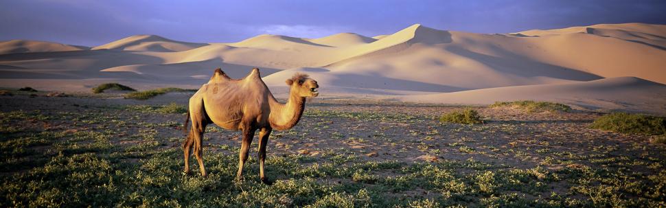 Gobi Camel, dunes, Mongolia wallpaper,Gobi HD wallpaper,Camel HD wallpaper,Dunes HD wallpaper,Mongolia HD wallpaper,3840x1200 wallpaper
