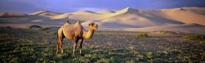 Gobi Camel, dunes, Mongolia wallpaper thumb