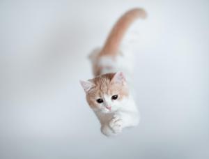 Feline Jump wallpaper thumb