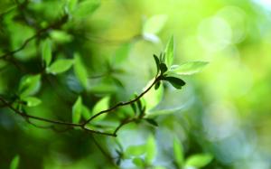 Bokeh green leaves spring wallpaper thumb