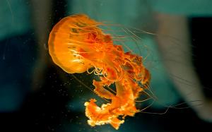 Medusa Jellyfish Underwater High Quality Picture wallpaper thumb