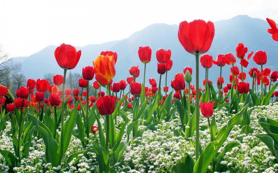 Red tulips wallpaper,mountains HD wallpaper,sky HD wallpaper,flowers HD wallpaper,Red HD wallpaper,tulips HD wallpaper,2880x1800 wallpaper