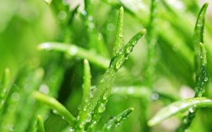 Grass macro, dew, water drops, green wallpaper thumb