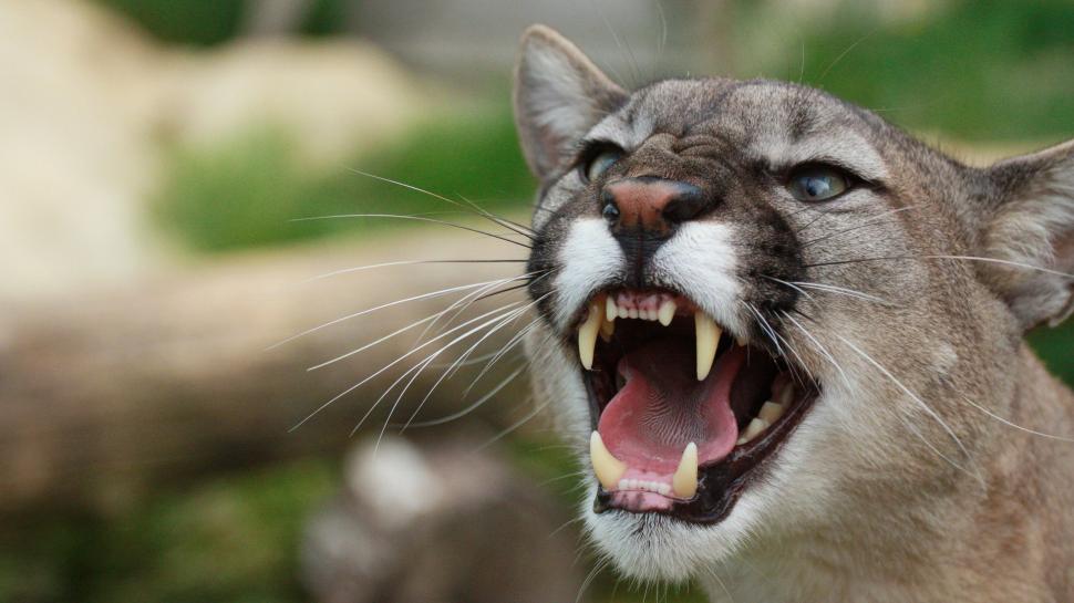 Awesome, Mountain Lion, Angry, Mouth, Aggressive wallpaper,awesome HD wallpaper,mountain lion HD wallpaper,angry HD wallpaper,mouth HD wallpaper,aggressive HD wallpaper,1920x1080 wallpaper