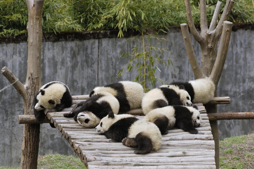 Sleeping pandas wallpaper,sleeping HD wallpaper,pandas HD wallpaper,animals HD wallpaper,2000x1333 wallpaper