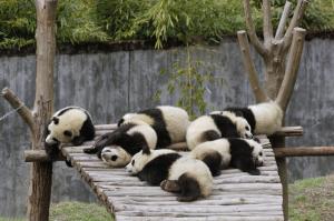 Sleeping pandas wallpaper thumb