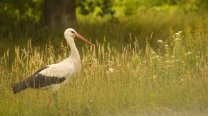 Bird close-up, stork walk in the grass wallpaper thumb