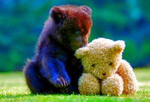 Bear and teddy bear wallpaper thumb