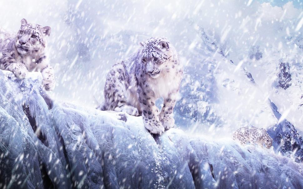 Snow Leopard wallpaper wallpaper,Animal HD wallpaper,2560x1440 HD wallpaper,Wallpaper HD wallpaper,background HD wallpaper,desktop HD wallpaper,awesome HD wallpaper,widescreen HD wallpaper,BEST HD wallpaper,snow HD wallpaper,Leopards HD wallpaper,paper HD wallpaper,  HD wallpaper,2880x1800 wallpaper